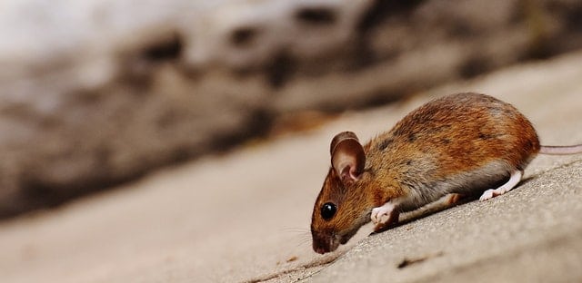 rat - how long do rats life
