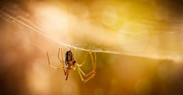 8 flying spider facts