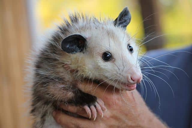 possum vs. opossum