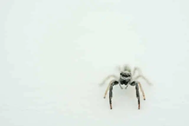 amazing spider
