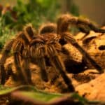 10 Biggest Spiders in the World