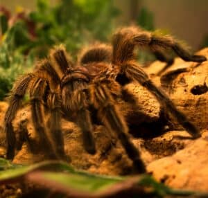 10 Biggest Spiders in the World