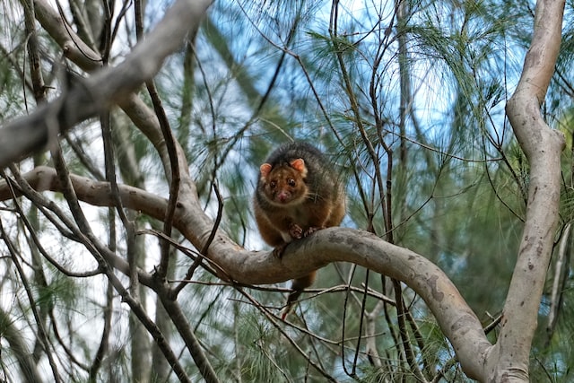 australia possum