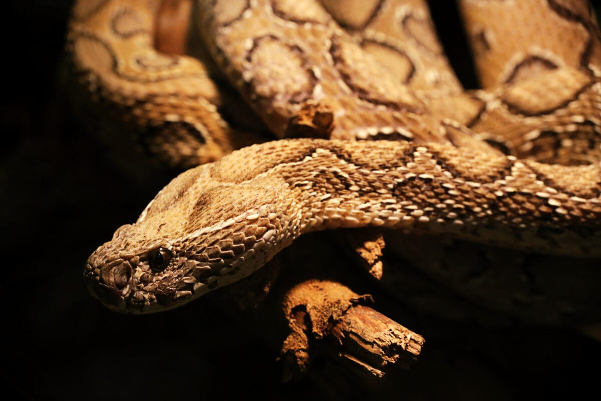 Russell's viper or chain viper
