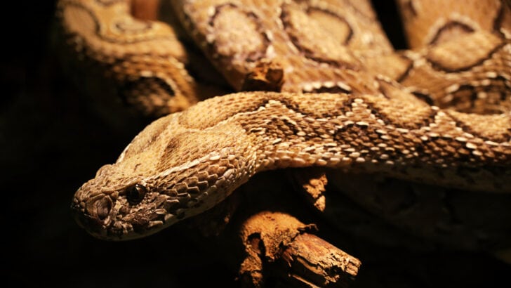7 Snake Breeds That Like People — And 6 That Don’t
