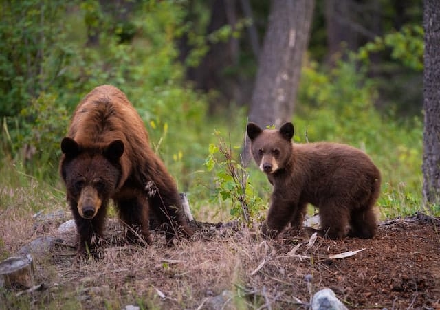 Mom bear and cub