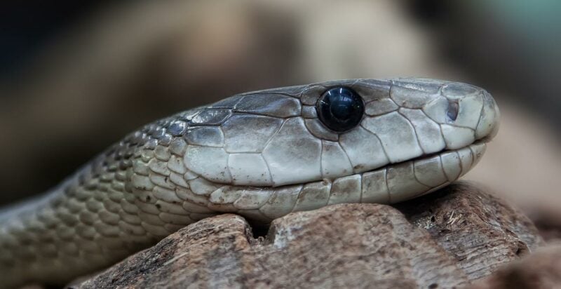 Black mamba, Dendroaspis polylepis by PhotoRabe from PixaBay