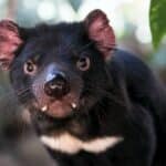 Best Places to See Tasmanian Devils