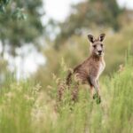9 Best Places  to See Kangaroos in the Wild