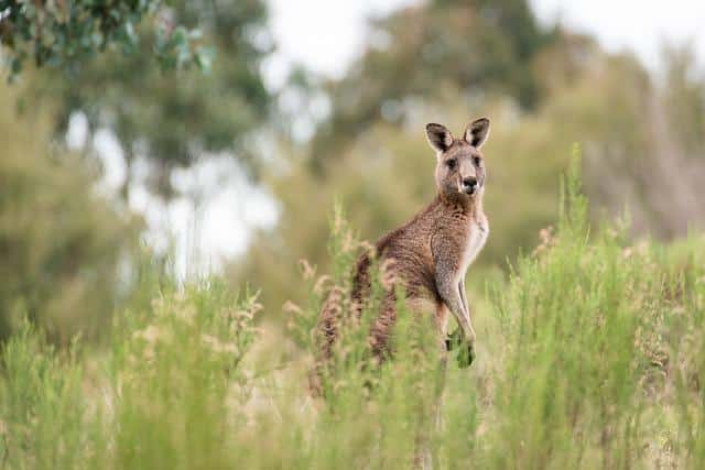 9 Best Places to See Kangaroos in the Wild