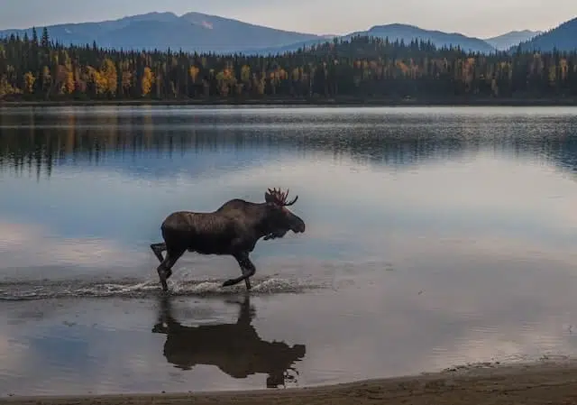 Encounter moose at Bear Lake National Park