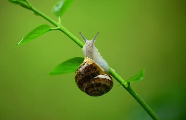 land snail hibernate