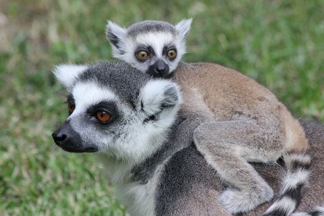 Fat-Tailed Dwarf Lemurs
