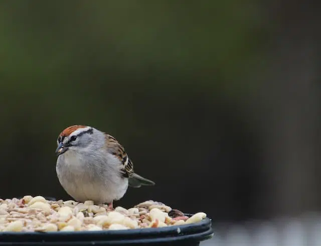 Saltmarsh Sparrow 