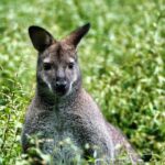 Top 10 Best Places to See Wallabies