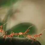 Top 10 Most Unique Ant Species