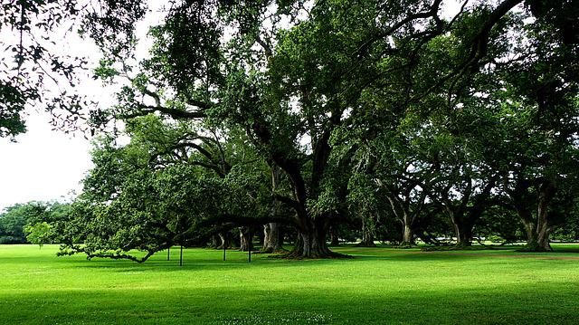 Tree's in Louisiana
