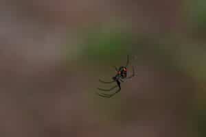 Where To See Black Widow Spider?