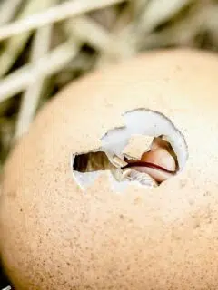 hatching chick egg