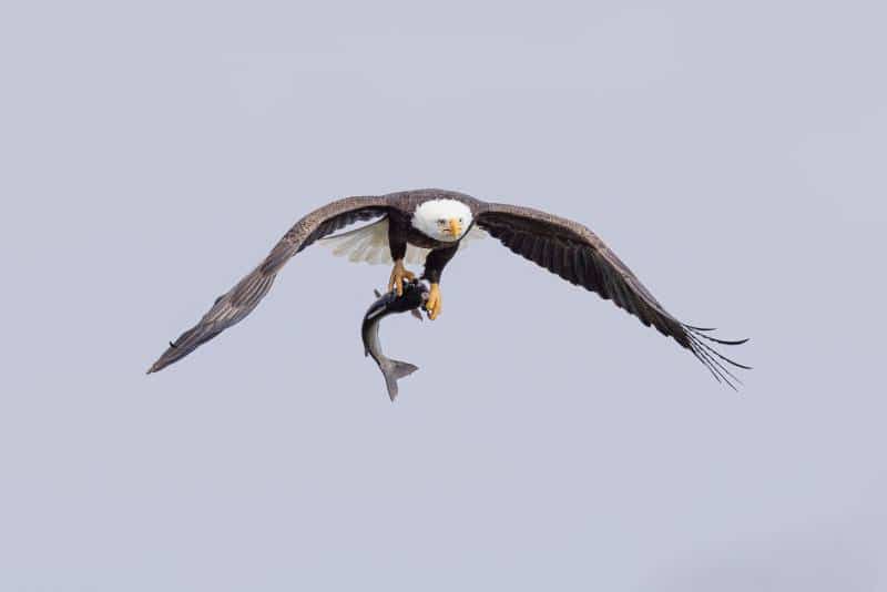 13 Best Lakes In The United States For Fishing bald eagle 