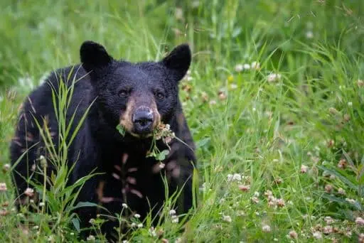 Black bear on Appalachian Trail
