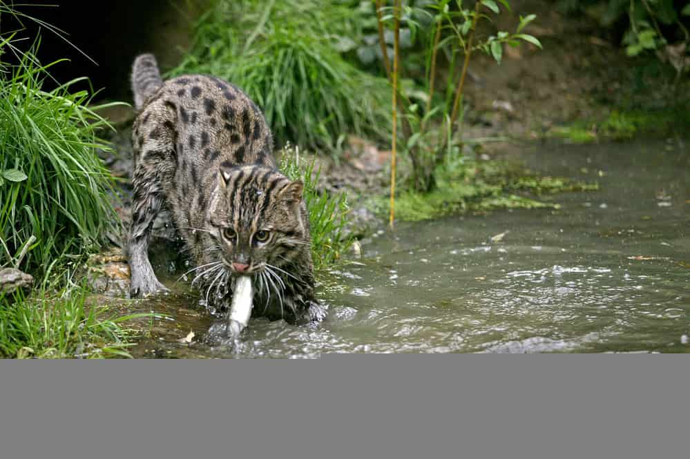 Fishing Cat