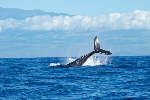 sei whale endangered