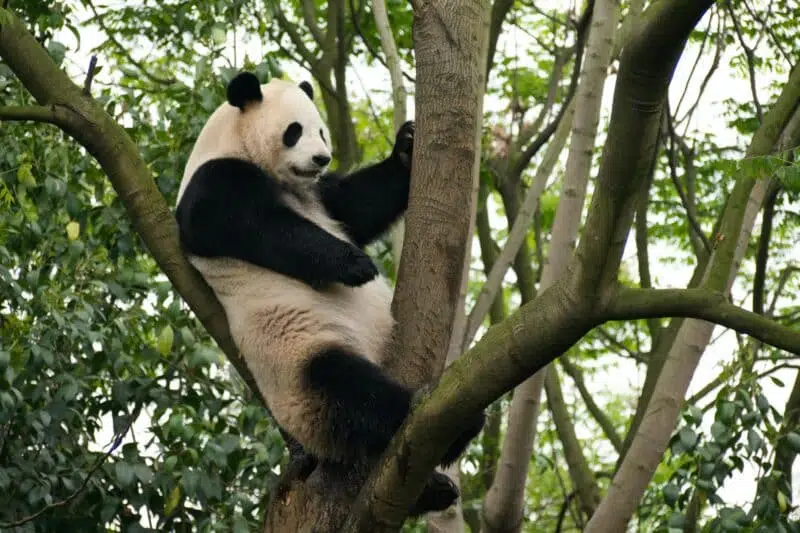 panda endangered bears