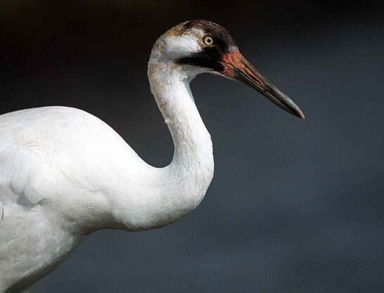 17 Most Endangered Birds in the World