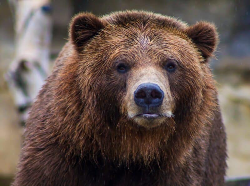 brown bear endangered bears