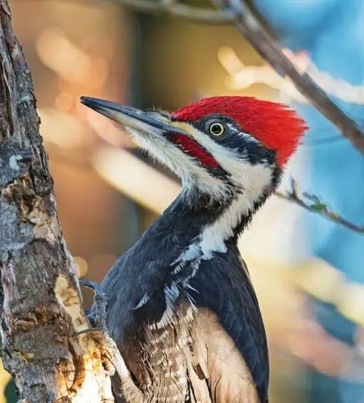 woodpecker endangered bird