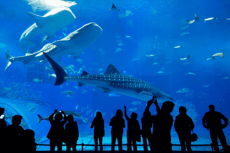 One of the most alluring parts of the largest zoo in the United States is its aquarium