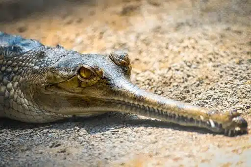 slender-snouted crocodile endangered reptile