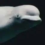 Watch a Beluga Whale save a Woman's Phone
