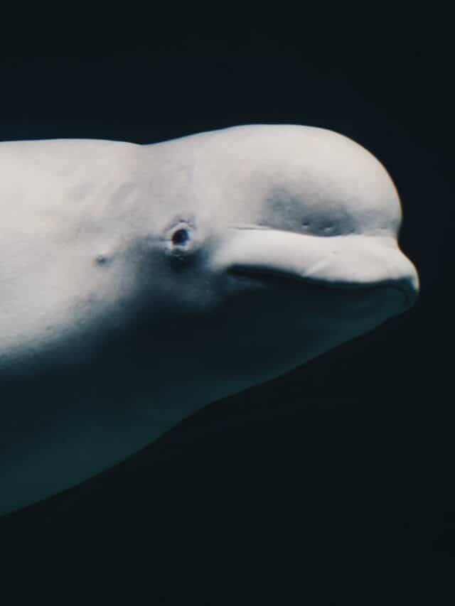 Beluga Whale Endangered
