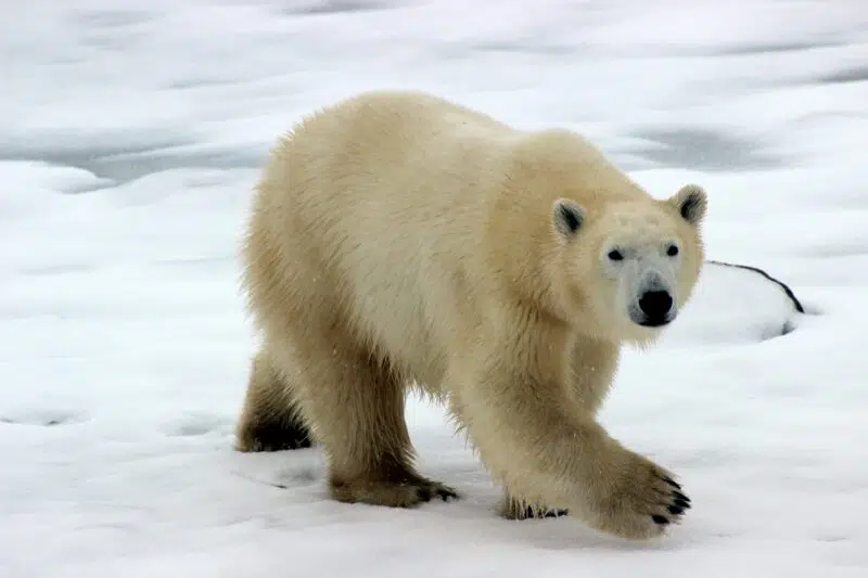 polar bear endangered bears