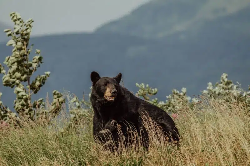 black bear endangered bears