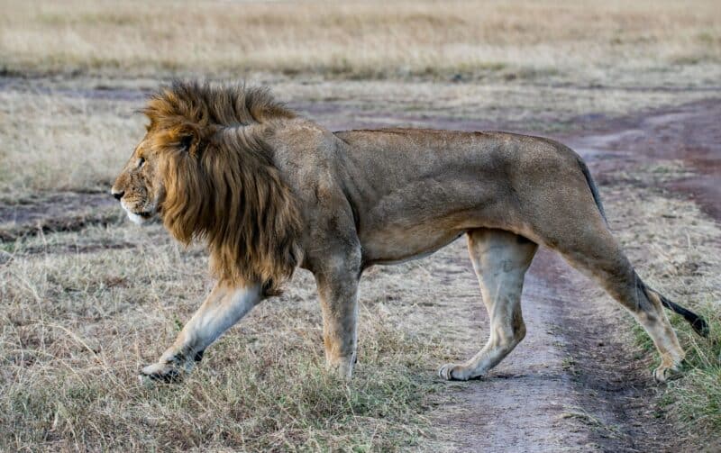 lion endangered animals