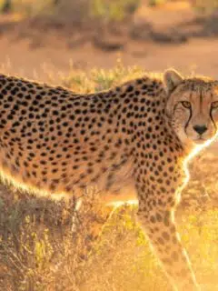 cheetah endangered animals