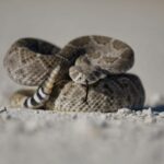 US States That Don't Have Rattlesnakes