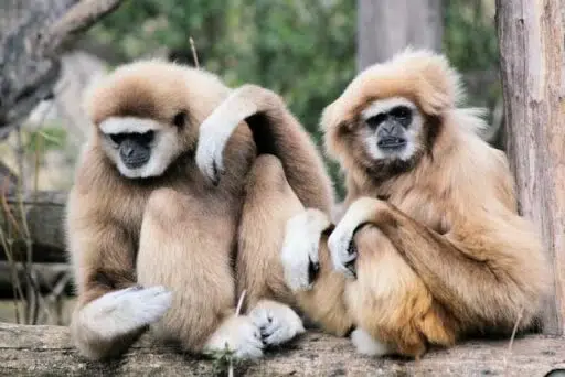 Hainan gibbon endangered primate