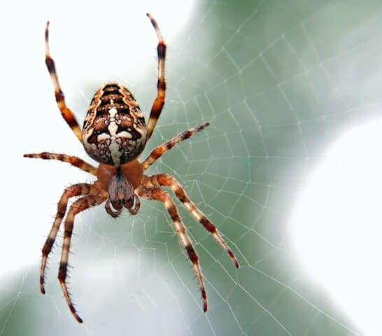 23 Most Endangered Spiders