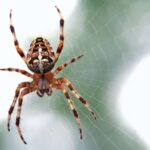 23 Most Endangered Spiders