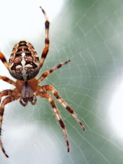 most endangered spiders