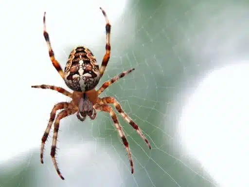 most endangered spiders