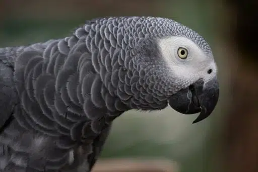 African grey parrot endangered bird