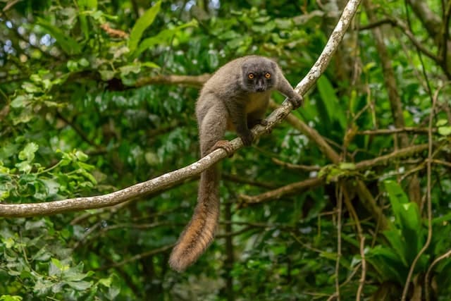 lemur endangered primate
