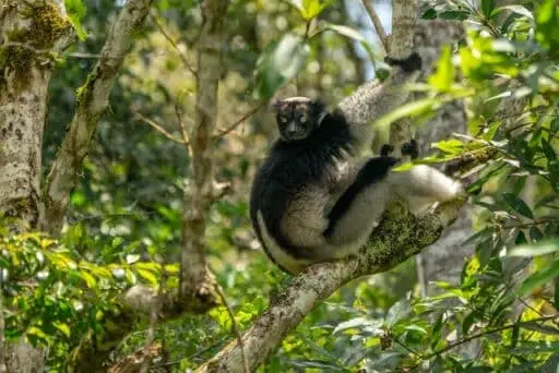 indri endangered primate