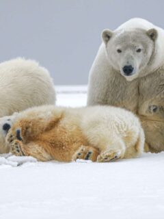 polar bears endangered animals