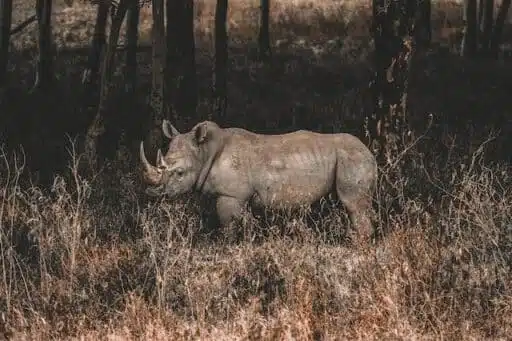Javan Rhinoceros endangered